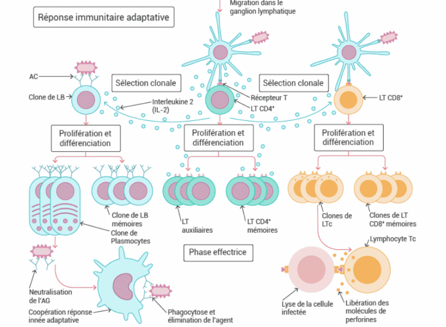 Programme de biologie en Première pour le PASS